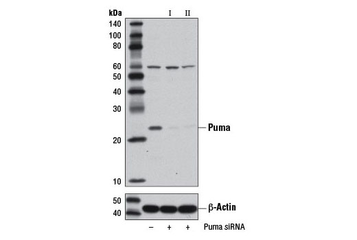Western blot analysis of extracts from A549 cells, transfected with 100 nM SignalSilence ® Control siRNA (Unconjugated) #6568 (-), SignalSilence ® Puma siRNA I #12845 (+), or SignalSilence ® Puma siRNA II (+), using Puma (D30C10) Rabbit mAb #12450 (upper) or β-Actin (D6A8) Rabbit mAb #8457 (lower). The Puma (D30C10) Rabbit mAb confirms silencing of Puma expression, while the β-Actin (D6A8) Rabbit mAb is used as a loading control.