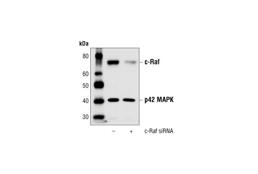 Western blot analysis of extracts from HeLa cells transfected with non-targeted (-) or c-Raf (+) siRNA. c-Raf was detected using a c-Raf antibody, and MAPK was detected using the p42 MAPK Antibody #9108. The c-Raf antibody confirms silencing of c-Raf expression, and the p42 MAPK Antibody was used to control for loading and specificity of c-Raf siRNA.