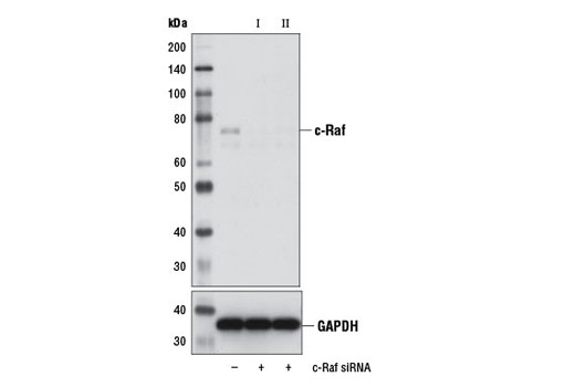 Western blot analysis of extracts from HeLa cells, transfected with 100 nM SignalSilence ® Control siRNA (Unconjugated) #6568 (-), SignalSilence ® c-Raf siRNA I #12256 (+), or SignalSilence ® c-Raf siRNA II (+), using c-Raf Antibody #9422 (upper) or GAPDH (D16H11) XP ® Rabbit mAb #5174 (lower). The c-Raf Antibody confirms silencing of c-Raf expression, while the GAPDH (D16H11) XP ® Rabbit mAb is used as a loading control.