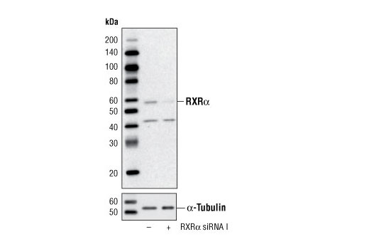 Western blot analysis of extracts from HeLa cells transfected with 100 nM SignalSilence ® Control siRNA (Unconjugated) #6568 (-) or SignalSilence ® RXRα siRNA I (+) using RXRα Antibody #5388 (upper) or α-Tubulin (11H10) Rabbit mAb #2125 (lower). The RXRα Antibody confirms specificity of RXRα siRNA I, while the α-Tubulin (11H10) Rabbit mAb is used as a loading control.