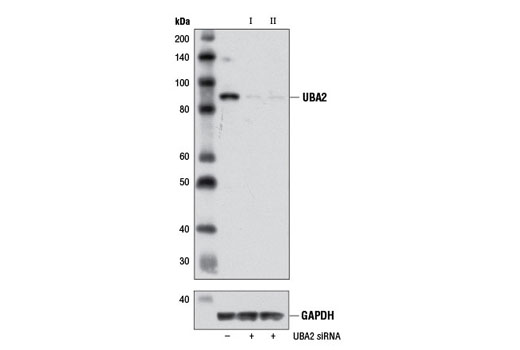Western blot analysis of extracts from 293T cells, transfected with 100 nM SignalSilence ® Control siRNA (Unconjugated) #6568 (-), SignalSilence ® UBA2 siRNA I (+) or SignalSilence ® UBA2 siRNA II #7642 (+), using UBA2 (D15C11) Rabbit mAb #8688 (upper) or GAPDH (D16H11) XP ® Rabbit mAb #5174 (lower). The UBA2 (D15C11) Rabbit mAb confirms silencing of UBA2 expression, while the GAPDH (D16H11) XP ® Rabbit mAb is used as a loading control.