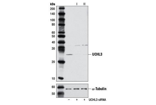 Western blot analysis of extracts from 293T cells, transfected with 100 nM SignalSilence ® Control siRNA (Unconjugated) #6568 (-), SignalSilence ® UCHL3 siRNA I (+) or SignalSilence ® UCHL3 siRNA II #7339 (+), using UCHL3 Antibody #3525 (upper) or α-Tubulin (11H10) Rabbit mAb #2125 (lower). The UCHL3 Antibody confirms silencing of UCHL3 expression, while the α-Tubulin (11H10) Rabbit mAb is used as a loading control.