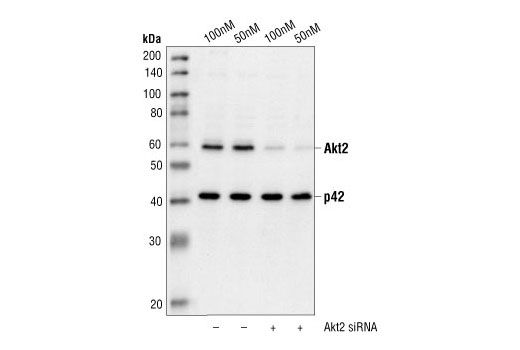 Western blot analysis of extracts from HeLa cells transfected with non-targeted (-) or Akt2 (+) siRNA. Akt2 was detected using Akt2 Antibody #2962, and p42 was detected using p42 MAPK Antibody #9108. The Akt2 Antibody confirms silencing of Akt2 expression, and the p42 MAPK Antibody is used to control for loading and specificity of the Akt2 siRNA.