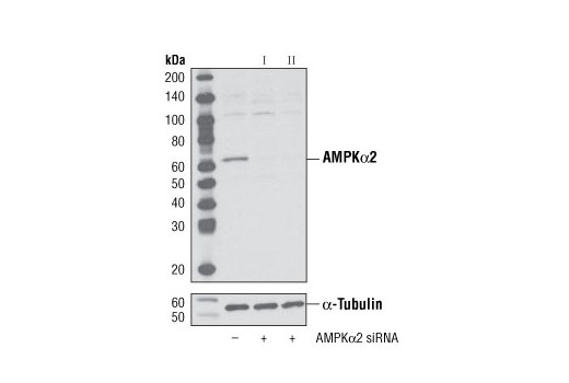 Western blot analysis of extracts from HeLa cells, transfected with 100 nM SignalSilence ® Control siRNA (Unconjugated) #6568 (-), SignalSilence ® AMPKα2 siRNA I #6620 (+) or SignalSilence ® AMPKα2 siRNA II (+), using AMPKα2 Antibody #2757 (upper) or α-Tubulin (11H10) Rabbit mAb #2125 (lower). The AMPKα2 Antibody confirms silencing of AMPKα2 expression, while the α-Tubulin (11H10) Rabbit mAb is used as a loading control.