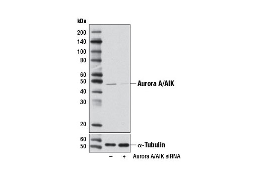 Western blot analysis of extracts from HeLa cells, transfected with 100 nM SignalSilence ® Control siRNA (Unconjugated) #6568 (-) or SignalSilence ® Aurora A/AIK siRNA I (+), using Aurora A/AIK (1G4) Rabbit mAb #4718 (upper) or α-Tubulin (11H10) Rabbit mAb #2125 (lower). The Aurora A/AIK (1G4) Rabbit mAb confirms silencing of Aurora A/AIK expression, while the α-Tubulin (11H10) Rabbit mAb is used as a loading control.
