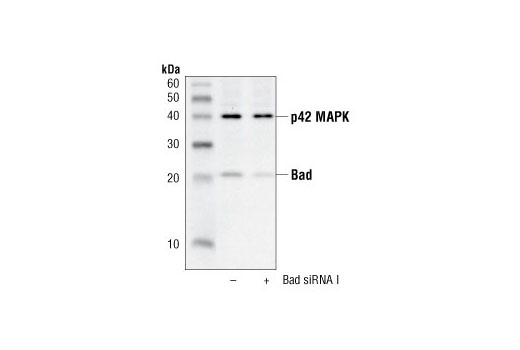 Western blot analysis of extracts from HeLa cells, transfected with 100 nM SignalSilence ® Control siRNA (Fluorescein Conjugate) #6201 (-) or SignalSilence ® Bad siRNA I (+), using Bad Antibody #9292 and p42 MAPK Antibody #9108. The Bad antibody confirms silencing of Bad expression, while the p42 MAPK antibody is used to control for loading and specificity of Bad siRNA.