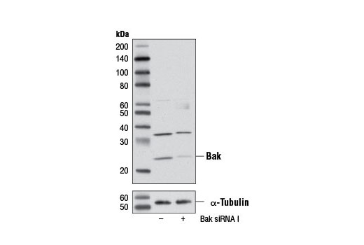 Western blot analysis of extracts from OVCAR8 cells, transfected with 100 nM SignalSilence ® Control siRNA (Unconjugated) #6568 (-) or SignalSilence ® Bak siRNA I (+), using Bak (D2D3) Rabbit mAb #6947 (upper) or α-Tubulin (11H10) Rabbit mAb #2125 (lower). The Bak (D2D3) Rabbit mAb confirms silencing of Bak expression, while the α-Tubulin (11H10) Rabbit mAb is used as a loading control.