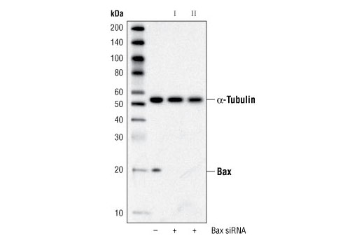 Western blot analysis of extracts from HeLa cells, transfected with 100 nM SignalSilence ® Control siRNA (Fluorescein Conjugate) #6201 (-), SignalSilence ® Bax siRNA I (+) or SignalSilence ® Bax siRNA II #6514 (+), using Bax Antibody #2772 and α-Tubulin (11H10) Rabbit mAb #2125. The Bax Antibody confirms silencing of Bax expression and α-Tubulin (11H10) Rabbit mAb is used to control for loading and specificity of Bax siRNA.