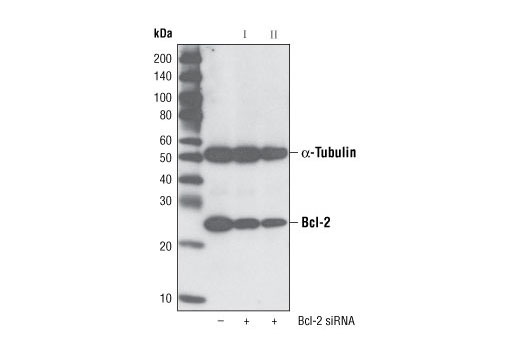 Western blot analysis of extracts from HeLa cells, transfected with 100 nM SignalSilence ® Control siRNA (Fluorescein Conjugate) #6201 (-), SignalSilence ® Bcl-2 siRNA I #6441 (+), or SignalSilence ® Bcl-2 siRNA II (+), using Bcl-2 (50E3) Rabbit mAb #2870 and α-Tubulin (11H10) Rabbit mAb #2125. Bcl-2 (50E3) Rabbit mAb confirms silencing of Bcl-2 expression, while the α-Tubulin (11H10) Rabbit mAb is used to control for loading and specificity of Bcl-2 siRNA.