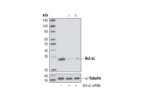 Western blot analysis of extracts from HeLa cells, transfected with 100 nM SignalSilence ® Control siRNA (Unconjugated) #6568 (-), SignalSilence ® BcL-xL siRNA I (+) or SignalSilence ® Bcl-xL siRNA II #6363 (+), using Bcl-xL (54H6) Rabbit mAb #2764 (upper) or α-Tubulin (11H10) Rabbit mAb #2125 (lower). The Bcl-xL (54H6) Rabbit mAb confirms silencing of Bcl-xL expression, while the α-Tubulin (11H10) Rabbit mAb is used as a loading control.