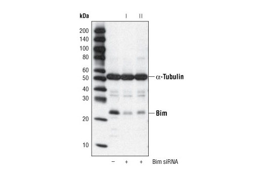 Western blot analysis of extracts from HeLa cells, transfected with 100 nM SignalSilence ® Control siRNA (Fluorescein Conjugate) #6201 (-) or SignalSilence ® Bim siRNA I #6461 or SignalSilence ® Bim siRNA II (+), using Bim (C34C5) Rabbit mAb #2933 and α-Tubulin (11H10) Rabbit mAb #2125. Bim (C34C5) Rabbit mAb confirms silencing of Bim expression and α-Tubulin (11H10) Rabbit mAb is used to control for loading and specificity of Bim siRNA.