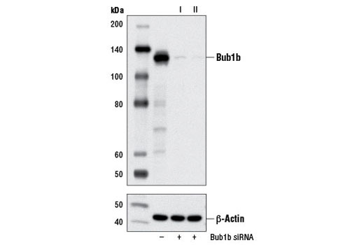 Western blot analysis of extracts from HeLa cells, transfected with 100 nM SignalSilence ® Control siRNA (Unconjugated) #6568 (-), SignalSilence ® Bub1b siRNA I (+), or SignalSilence ® Bub1b siRNA II #12150 (+), using Bub1b (D32E8) Rabbit mAb #5421 (upper) or β-Actin (D6A8) Rabbit mAb #8457 (lower). The Bub1b (D32E8) Rabbit mAb confirms silencing of Bub1b expression, while the β-Actin (D6A8) Rabbit mAb is used as a loading control.