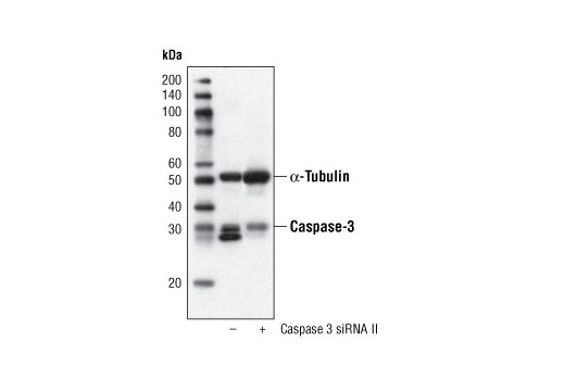 Western blot analysis of extracts from HeLa cells, transfected with 100 nM SignalSilence ® Control siRNA (Fluorescein Conjugate) #6201 (-) or SignalSilence ® Caspase-3 siRNA II (+), using Caspase-3 (8G10) Rabbit mAb #9665 and α-Tubulin (11H10) Rabbit mAb #2125. Caspase-3 (8G10) Rabbit mAb confirms silencing of caspase-3 expression, while the α-Tubulin (11H10) Rabbit mAb is used to control for loading and specificity of caspase-3 siRNA.