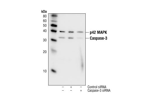 Western blot analysis of extracts from HeLa cells 48 hours following mock transfection, transfection with non-targeted (control) siRNA or transfection with Caspase-3 siRNA (100 nM). Caspase-3 was detected using Caspase-3 Rabbit Monoclonal Antibody #9665, and p42 MAPK was detected using p42 MAPK Antibody #9108.