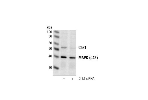 Western blot analysis of extracts from HeLa cells transfected with non-targeted (-) or targeted (+) siRNA. Chk1 was detected using the Chk1 Antibody #2345, and p42 was detected using the p42 MAPK Antibody #9108. The Chk1 Antibody confirms silencing of Chk1 expression, and the p42 MAPK Antibody was used to control for loading and specificity of Chk1 siRNA.