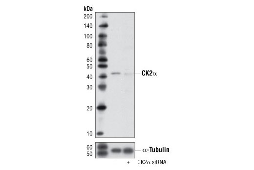 Western blot analysis of extracts from HeLa cells, transfected with 100 nM SignalSilence ® Control siRNA (Unconjugated) #6568 (-) or SignalSilence ® CK2α siRNA I (+), using CK2α Antibody #2656 and α-Tubulin (11H10) Rabbit mAb #2125. The CK2α Antibody confirms silencing of CK2α expression, while the α-Tubulin (11H10) Rabbit mAb is used as a loading control.