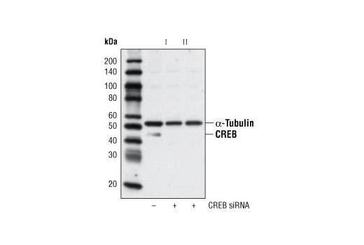 Western blot analysis of extracts from HeLa cells, transfected with 100 nM SignalSilence ® Control siRNA (Unconjugated) #6568 (-), SignalSilence ® CREB siRNA I (+) or SignalSilence ® CREB siRNA II #6590 (+), using CREB (48H2) Rabbit mAb #9197 and α-Tubulin (11H10) Rabbit mAb #2125. The CREB (48H2) Rabbit mAb antibody confirms silencing of CREB expression and α-Tubulin (11H10) Rabbit mAb is used to control for loading and specificity of CREB siRNA.
