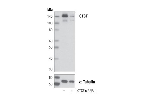 Western blot analysis of extracts from HeLa cells, transfected with 100 nM SignalSilence ® Control siRNA (Unconjugated) #6568 (-) or SignalSilence ® CTCF siRNA I (+), using CTCF (D31H2) XP ® Rabbit mAb #3418 (upper) or α-Tubulin (11H10) Rabbit mAb #2125 (lower). The CTCF (D31H2) XP ® Rabbit mAb confirms silencing of CTCF expression, while the α-Tubulin (11H10) Rabbit mAb is used as a loading control.