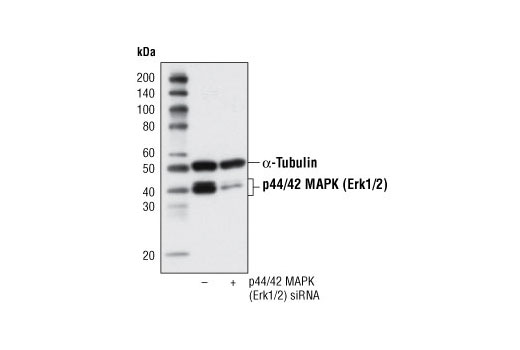 Western blot analysis of extracts from Hek 293 cells, transfected with 100 nM SignalSilence ® Control siRNA (Fluorescein Conjugate) #6201 (-) or SignalSilence ® p44/42 MAPK (Erk1/2) siRNA (+), using p44/42 MAPK (Erk1/2) (137F5) Rabbit mAb #4695 and α-Tubulin (11H10) Rabbit mAb #2125. The p44/42 MAPK (Erk1/2) (137F5) Rabbit mAb confirms silencing of p44/42 expression and α-Tubulin (11H10) Rabbit mAb is used to control for loading and specificity of p44/42 MAPK (Erk1/2) siRNA.