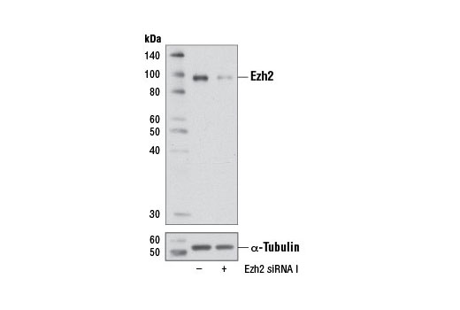 Western blot analysis of extracts from 293 cells, transfected with 100 nM SignalSilence ® Control siRNA (Unconjugated) #6568 (-) or SignalSilence ® Ezh2 siRNA I (+), using Ezh2 (D2C9) XP ® Rabbit mAb #5246 (upper) or α-Tubulin (11H10) Rabbit mAb #2125 (lower). The Ezh2 (D2C9) XP ® Rabbit mAb confirms silencing of Bak expression, while the α-Tubulin (11H10) Rabbit mAb is used as a loading control.