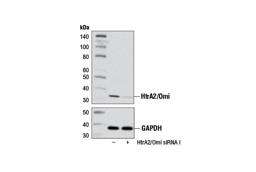 Western blot analysis of extracts from 293T cells, transfected with 100 nM SignalSilence ® Control siRNA (Unconjugated) #6568 (-) or SignalSilence ® HtrA2/Omi siRNA I (+), using HtrA2/Omi (D20A5) Rabbit mAb #9745 (upper) or GAPDH (D16H11) XP ® Rabbit mAb #5174 (lower). The HtrA2/Omi (D20A5) Rabbit mAb confirms silencing of HtrA2/Omi expression, while the GAPDH (D16H11) XP ® Rabbit mAb is used as a loading control.