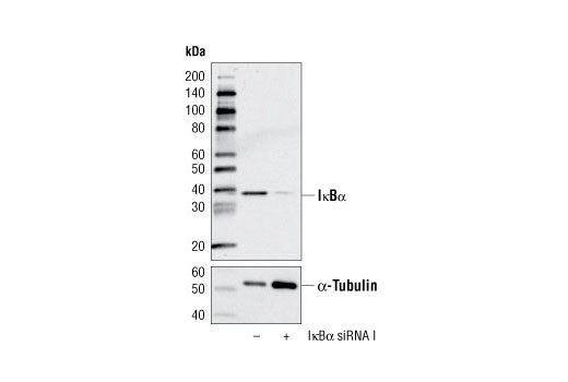 Western blot analysis of extracts from HeLa cells, transfected with 100 nM SignalSilence ® Control siRNA (Unconjugated) #6568 (-) or SignalSilence ® IκBα siRNA I (+), using IκBα Antibody #9242 (upper) or α-Tubulin (11H10) Rabbit mAb #2125 (lower). The IκBα Antibody confirms silencing of IκBα expression, while the α-Tubulin (11H10) Rabbit mAb is used as a loading control.