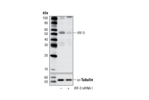 Western blot analysis of extracts from K-562 cells, transfected with 100 nM SignalSilence ® Control siRNA (Unconjugated) #6568 (-) or SignalSilence ® IRF-3 siRNA I (+), using IRF-3 (D83B9) Rabbit mAb #4302 and α-Tubulin (11H10) Rabbit mAb #2125. The IRF-3 (D83B9) Rabbit mAb confirms silencing of IRF-3 expression, while the α-Tubulin (11H10) Rabbit mAb is used as a loading control.