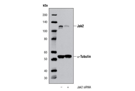 Western blot analysis of extracts from K-562 cells, transfected with 100 nM SignalSilence ® Control siRNA (Unconjugated) #6568 (-) or SignalSilence ® Jak2 siRNA I (+), using Jak2 (D2E12) XP ® Rabbit mAb #3230 and α-Tubulin (11H10) Rabbit mAb #2125. The Jak2 (D2E12) XP ® Rabbit mAb confirms silencing of Jak2 expression, while the α-Tubulin (11H10) Rabbit mAb is used as a loading control.