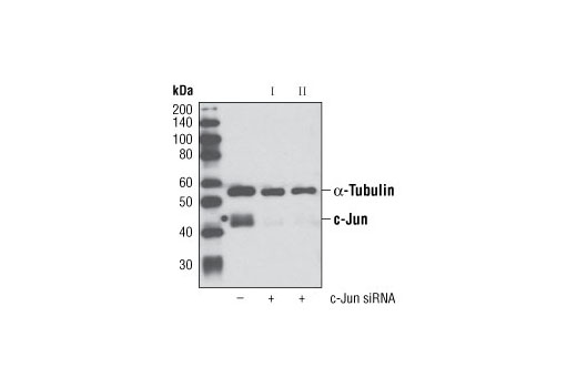 Western blot analysis of extracts from HeLa cells, transfected with 100 nM SignalSilence ® Control siRNA (Unconjugated) #6568 (-), SignalSilence ® c-Jun siRNA I #6203 (+) or SignalSilence ® c-Jun siRNA II (+), using c-Jun (60A8) Rabbit mAb #9165 and α-Tubulin (11H10) Rabbit mAb #2125. The c-Jun (60A8) Rabbit mAb confirms silencing of c-Jun expression, while the α-Tubulin (11H10) Rabbit mAb is used to control for loading and specificity of c-Jun siRNA.
