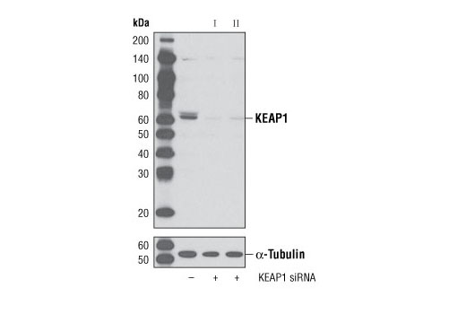 Western blot analysis of extracts from HeLa cells, transfected with 100 nM SignalSilence ® Control siRNA (Unconjugated) #6568 (-), SignalSilence ® KEAP1 siRNA I (+) or SignalSilence ® KEAP1 siRNA II #5289 (+), using KEAP1 (H436) Antibody #4617 (upper) or α-Tubulin (11H10) Rabbit mAb #2125 (lower). The KEAP1 (H436) Antibody confirms silencing of KEAP1 expression, while the α-Tubulin (11H10) Rabbit mAb is used as a loading control.