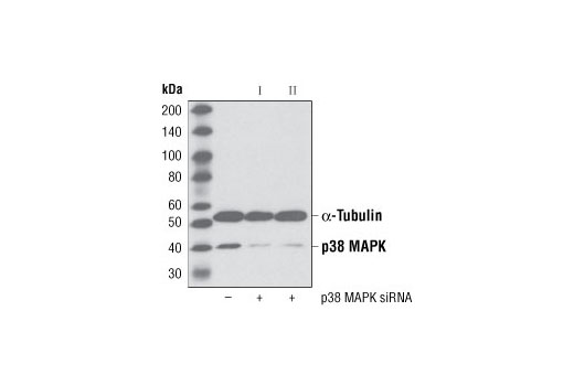 Western blot analysis of extracts from HeLa cells, transfected with 100 nM SignalSilence ® Control siRNA (Unconjugated) #6568 (-), SignalSilence ® p38 MAPK siRNA I #6564 (+) or SignalSilence ® p38 MAPK siRNA II (+), using p38 MAPK Antibody #9212 and α-Tubulin (11H10) Rabbit mAb #2125. The p38 MAPK antibody confirms silencing of p38 MAPK expression while the α-Tubulin (11H10) Rabbit mAb is used to control for loading and specificity of p38 MAPK siRNA.