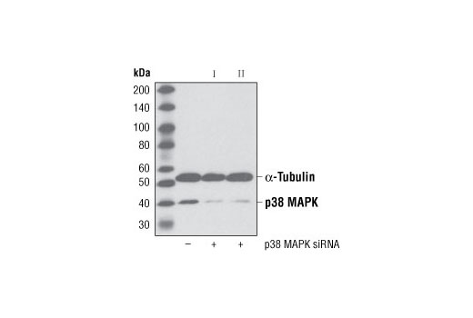 Western blot analysis of extracts from HeLa cells, transfected with 100 nM SignalSilence ® Control siRNA (Unconjugated) #6568 (-), SignalSilence ® p38 MAPK siRNA I (+) or SignalSilence ® p38 MAPK siRNA II #6243 (+), using p38 MAPK Antibody #9212 and α-Tubulin (11H10) Rabbit mAb #2125. The p38 MAPK antibody confirms silencing of p38 MAPK expression while the α-Tubulin (11H10) Rabbit mAb is used to control for loading and specificity of p38 MAPK siRNA.