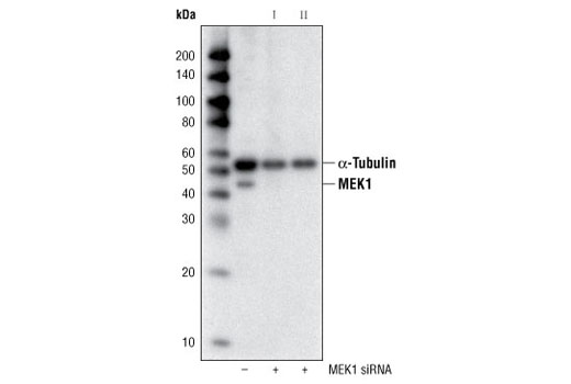 Western blot analysis of extracts from HeLa cells, transfected with 100 nM SignalSilence ® Control siRNA (Fluorescein Conjugate) #6201 (-) or SignalSilence ® MEK1 siRNA I #6426 or SignalSilence ® MEK1 siRNA II #6530 (+), using MEK1 (61B12) Mouse mAb #2352 and α-Tubulin (11H10) Rabbit mAb #2125. The MEK1 (61B12) Mouse mAb confirms silencing of MEK1 expression and α-Tubulin (11H10) Rabbit mAb is used to control for loading and specificity of MEK1 siRNA.