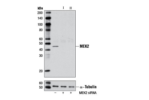 Western blot analysis of extracts from NIH/3T3 cells, transfected with 100 nM SignalSilence ® Control siRNA (Unconjugated) #6568 (-), SignalSilence ® MEK2 siRNA I (Mouse Specific) #6402 (+), or SignalSilence ® MEK2 siRNA II (Mouse Specific) (+) using MEK2 (13E3) Rabbit mAb #9147 (upper) or α-Tubulin (11H10) Rabbit mAb #2125 (lower). The MEK2 (13E3) Rabbit mAb confirms silencing of MEK2 expression, while the α-Tubulin (11H10) Rabbit mAb is used as a loading control.
