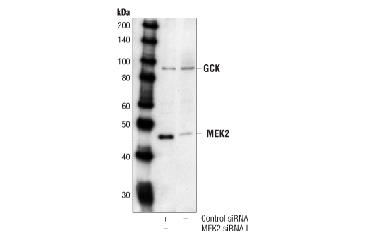Western blot analysis of extracts from HeLa cells transfected with 100 nM control siRNA #6201 (lane 1), MEK1 siRNA (lane 2), MEK2 siRNA (lane 3) or MEK1 and MEK2 siRNA (Lane 4), using MEK2 Antibody #9125 (upper) or MEK1 Antibody #9124 (lower) in combination with GCK Antibody #3782. The MEK2 Antibody confirms silencing of MEK2 expression, MEK1 Antibody demonstrates MEK2 siRNA has no effect on its homologue MEK1, and GCK Antibody is used to control for loading and specificity of MEK2 siRNA.