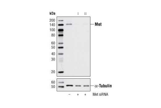 Western blot analysis of extracts from HeLa cells, transfected with 100 nM SignalSilence ® Control siRNA (Unconjugated) #6568 (-), SignalSilence ® Met siRNA I (+) or SignalSilence ® Met siRNA II #6622 (+), using Met (25H2) Mouse mAb #3127 (upper) or α-Tubulin (11H10) Rabbit mAb #2125 (lower). The Met (25H2) Mouse mAb confirms silencing of Met expression, while the α-Tubulin (11H10) Rabbit mAb is used to control for loading and specificity of Met siRNA.