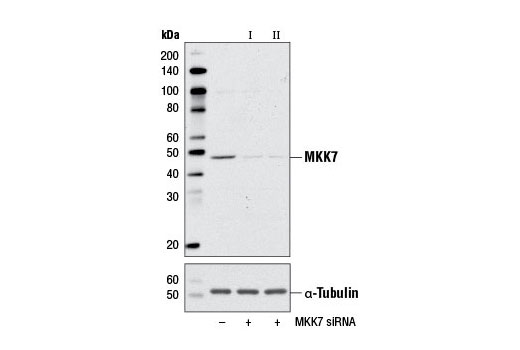 Western blot analysis of extracts from HeLa cells, transfected with 100 nM SignalSilence ® Control siRNA (Unconjugated) #6568 (-), SignalSilence ® MKK7 siRNA I #6322 (+), or SignalSilence ® MKK7 siRNA II (+) using MKK7 Antibody #4172 (upper) or α-Tubulin (11H10) Rabbit mAb #2125 (lower). The MKK7 Antibody confirms silencing of MKK7 expression, while the α-Tubulin (11H10) Rabbit mAb is used as a loading control.