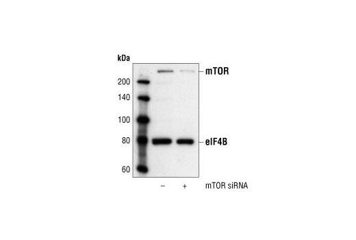 Western blot analysis of extracts from HeLa cells, transfected with either control siRNA (-) or SignalSilence ® mTOR siRNA I (+), using mTOR Antibody #2972 and eIF4B Antibody #3592. The mTOR antibody confirms silencing of mTOR expression and eIF4B antibody is used to control for loading and specificity of mTOR siRNA.