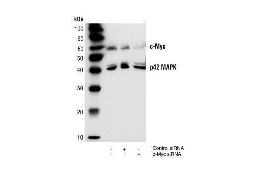 Western blot analysis of extracts from HeLa cells following mock transfection, transfection with nonspecific (control) siRNA or transfection with SignalSilence ® c-Myc siRNA I, using c-Myc Antibody #9402 and p42 MAP Kinase (Erk2) Antibody #9108. The c-Myc antibody confirms silencing of c-Myc expression and the p42 MAPK antibody is used to control for loading and specificity of c-Myc siRNA.