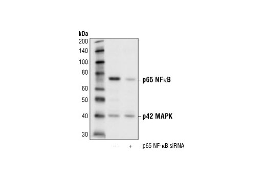 Western blot analysis of extracts from HeLa cells transfected with nontargeted (-) or targeted (+) siRNA. p65 was detect using NF-kappaB p65 Antibody #3034, and p42 was detected using p42 MAPK Antibody #9108. The NF-kappaB p65 Antibody confirms silencing of p65 expression, and the p42 MAPK Antibody is used to control for loading and siRNA specificity.