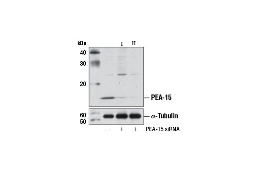 Western blot analysis of extracts from HeLa cells, transfected with 100 nM SignalSilence ® Control siRNA (Unconjugated) #6568 (-), SignalSilence ® PEA-15 siRNA I #7830 (+), or SignalSilence ® PEA-15 siRNA II (+), using PEA-15 Antibody #2780 (upper) or α-Tubulin (11H10) Rabbit mAb #2125 (lower). The PEA-15 Antibody confirms silencing of PEA-15 expression, while the α-Tubulin (11H10) Rabbit mAb is used as a loading control.