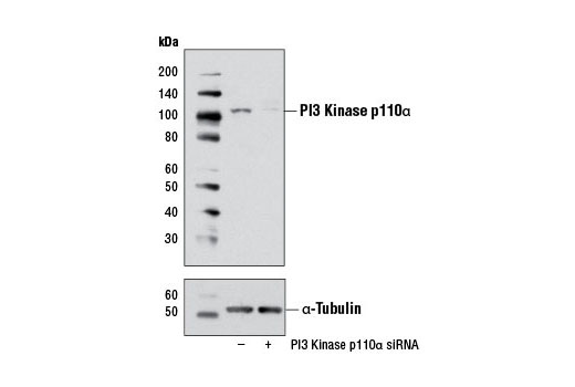 Western blot analysis of extracts from HeLa cells, transfected with 100 nM SignalSilence ® Control siRNA (Unconjugated) #6568 (-) or SignalSilence ® PI3 Kinase p110α siRNA I (+), using PI3 Kinase p110α (C73F8) Rabbit mAb #4249 and α-Tubulin (11H10) Rabbit mAb #2125. The PI3 Kinase p110α (C73F8) Rabbit mAb antibody confirms silencing of PI3 Kinase p110α expression while the α-Tubulin (11H10) Rabbit mAb is used as a loading control.