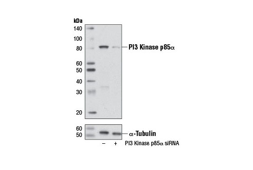 Western blot analysis of extracts from NIH/3T3 cells, transfected with 100 nM SignalSilence ® Control siRNA (Unconjugated) #6568 (-) or SignalSilence ® PI3 Kinase p85α siRNA I (Mouse Specific) (+), using PI3 Kinase p85 (19H8) Rabbit mAb #4257 (upper) or α-Tubulin (11H10) Rabbit mAb #2125 (lower). The PI3 Kinase p85 (19H8) Rabbit mAb confirms silencing of PI3 Kinase p85α expression, while the α-Tubulin (11H10) Rabbit mAb is used as a loading control.