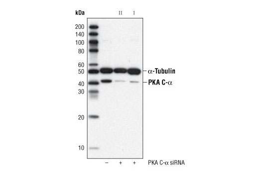 Western blot analysis of extracts from HeLa cells, transfected with either 100 nM SignalSilence ® Control siRNA (Fluorescein Conjugate) #6201 (-), SignalSilence ® PKA C-α siRNA II (+) or SignalSilence ® PKA C-α siRNA I #6406 (+), using PKA C-α Antibody #4782 and α-Tubulin (11H10) Rabbit mAb #2125. The PKA C-α antibody confirms silencing of PKA C-α expression and α-Tubulin (11H10) Rabbit mAb is used to control for loading and specificity of PKA C-α siRNA.