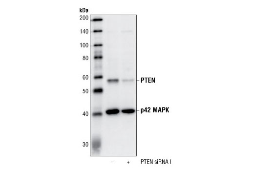 Western blot analysis of extracts from HeLa cells, transfected with non-targeted siRNA (-) or SignalSilence ® PTEN siRNA I (+) using PTEN Antibody #9552 and p42 MAP Kinase (Erk2) Antibody #9108. The PTEN antibody confirms silencing of PTEN expression, while the p42 MAPK antibody is used to control for loading and specificity of PTEN siRNA.