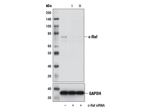 Western blot analysis of extracts from HeLa cells, transfected with 100 nM SignalSilence ® Control siRNA (Unconjugated) #6568 (-), SignalSilence ® c-Raf siRNA I (+), or SignalSilence ® c-Raf siRNA II #12342 (+), using c-Raf Antibody #9422 (upper) or GAPDH (D16H11) XP ® Rabbit mAb #5174 (lower). The c-Raf Antibody confirms silencing of c-Raf expression, while the GAPDH (D16H11) XP ® Rabbit mAb is used as a loading control.