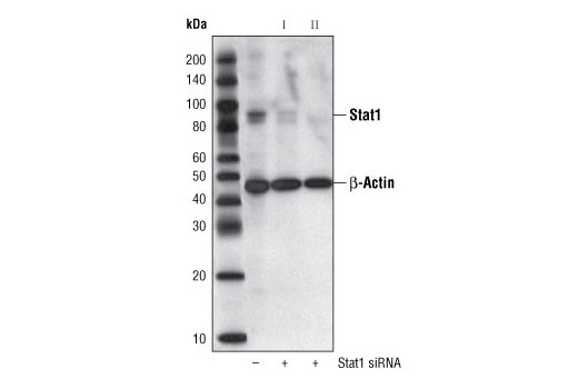 Western blot analysis of extracts from HeLa cells, transfected with 100 nM SignalSilence ® Control siRNA (Unconjugated) #6568 (-) or SignalSilence ® Stat1 siRNA I #6331 or SignalSilence ® Stat1 siRNA II (+), using Stat1 Antibody #9172 and β-Actin (13E5) Rabbit mAb #4970. The Stat1 Antibody confirms silencing of Stat1 expression, while the β-Actin (13E5) Rabbit mAb is used as a loading control.