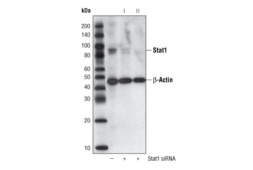 Western blot analysis of extracts from HeLa cells, transfected with 100 nM SignalSilence ® Control siRNA (Unconjugated) #6568 (-) or SignalSilence ® Stat1 siRNA I or SignalSilence ® Stat1 siRNA II #6544 (+), using Stat1 Antibody #9172 and β-Actin (13E5) Rabbit mAb #4970. The Stat1 Antibody confirms silencing of Stat1 expression, while the β-Actin (13E5) Rabbit mAb is used as a loading control.
