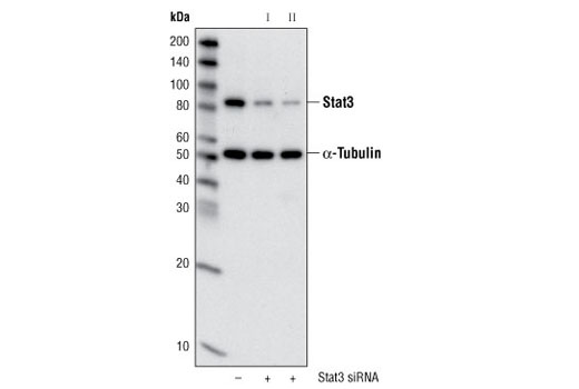 Western blot analysis of extracts from HeLa cells, transfected with 100 nM SignalSilence ® Control siRNA (Unconjugated) #6568 (-), SignalSilence ® Stat3 siRNA I (+) or SignalSilence ® Stat3 siRNA II #6582 (+), using Stat3 (79D7) Rabbit mAb #4904 and α-Tubulin (11H10) Rabbit mAb #2125. The Stat3 (79D7) Rabbit mAb confirms silencing of Stat3 expression, while the α-Tubulin (11H10) Rabbit mAb is used to control for loading and specificity of Stat3 siRNA.