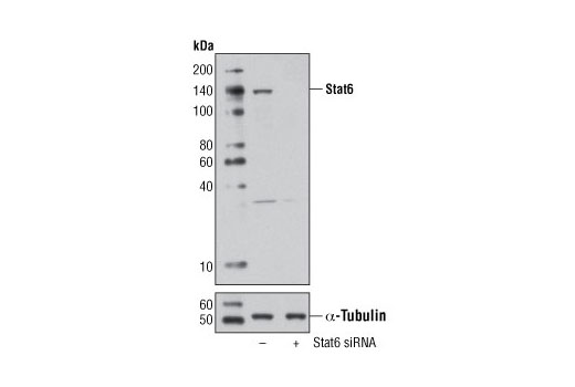 Western blot analysis of extracts from HeLa cells, transfected with 100 nM SignalSilence ® Control siRNA (Unconjugated) #6568 (-) or SignalSilence ® Stat6 siRNA I (+), using Stat6 Antibody #9362 (upper) or α-Tubulin (11H10) Rabbit mAb #2125 (lower). The Stat6 Antibody confirms silencing of Stat6 expression, while the α-Tubulin (11H10) Rabbit mAb is used as a loading control.